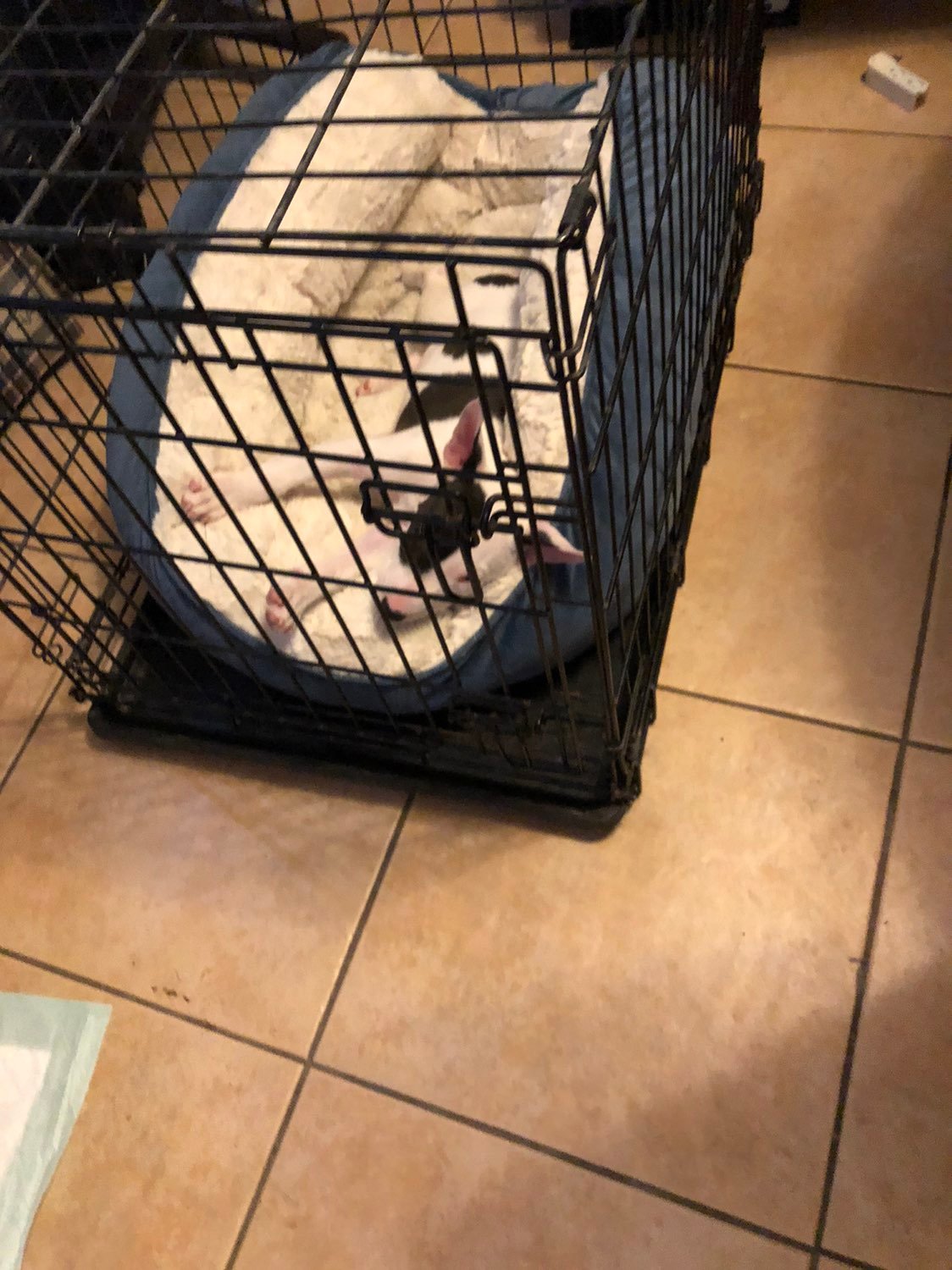 large dog crate