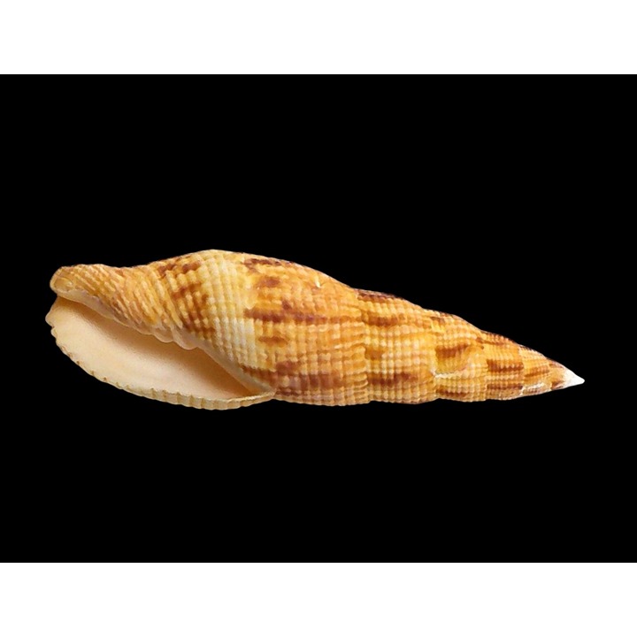 Mitra Incompta Lightfoot Specimen Sea Shell