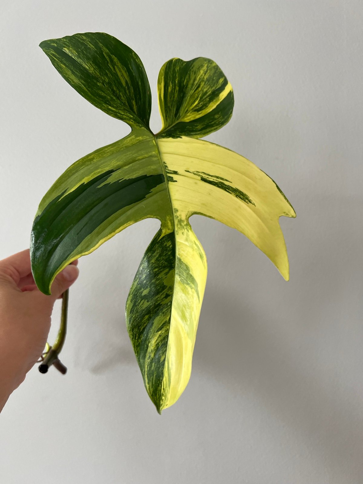 philodendron florida beauty