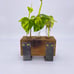 Propagation Station Plant cutting 3tubes