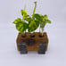 Propagation Station Plant cutting 3tubes