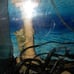 Complete fish tank
