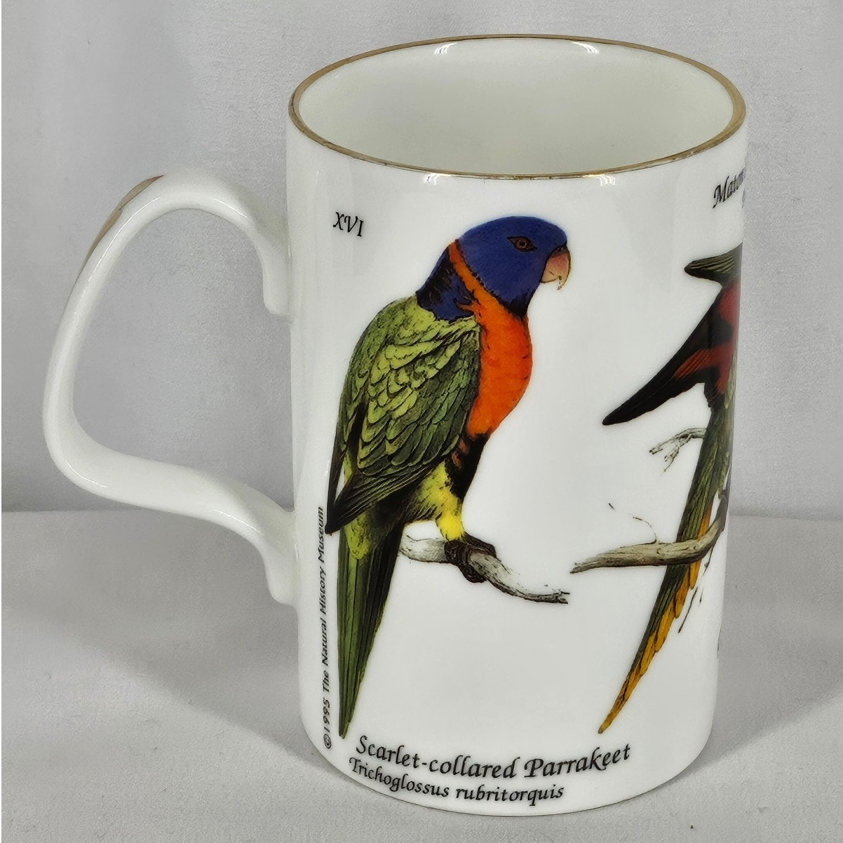 STAFFORDSHIRE SCARLET-COLLARED PARAKEET MUG - VIBRANT & ELEGANT!
