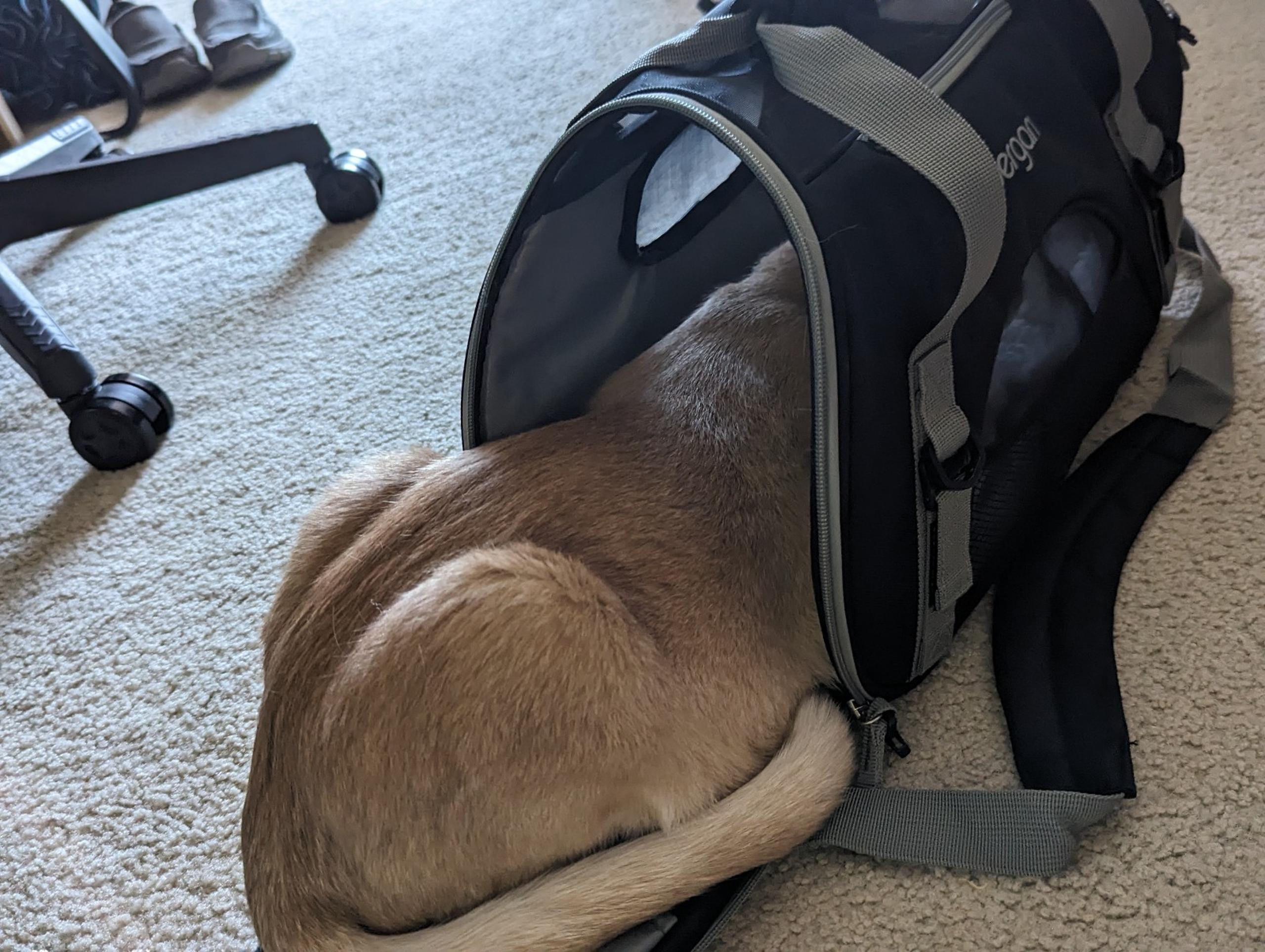 Small Bergan Cat Carrier