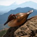 Vtg Wooden Duck Decoy Hand-Crafted Hand Painted Cranford Hickory NC Collectible