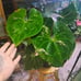 anthurium clarinervium x pedatoradiatum xl