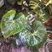 anthurium clarinervium x pedatoradiatum xl