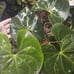 anthurium clarinervium x pedatoradiatum xl