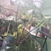 anthurium clarinervium x pedatoradiatum xl