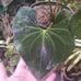 anthurium clarinervium x pedatoradiatum xl