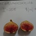 3x I 258 Fig Tree Cutting Italian 258 I-258