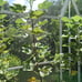 3x I 258 Fig Tree Cutting Italian 258 I-258