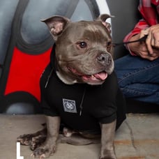 Dixxon Flannel “FUR FRIENDS IN LOW PLACES DOG HOODIE” Size Large