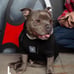 Dixxon Flannel “FUR FRIENDS IN LOW PLACES DOG HOODIE” Size Large