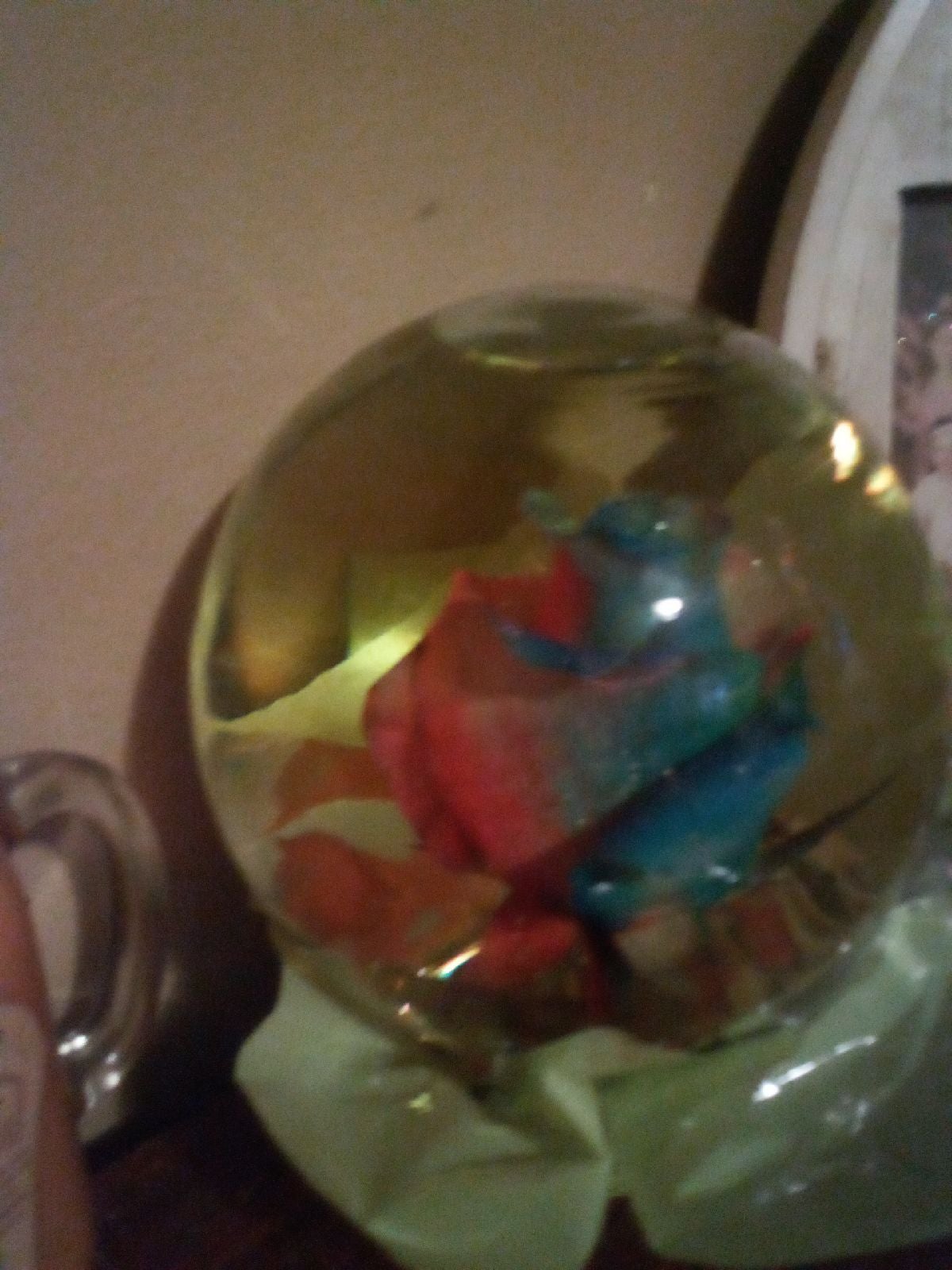 Forever multi color rainbow globe rose