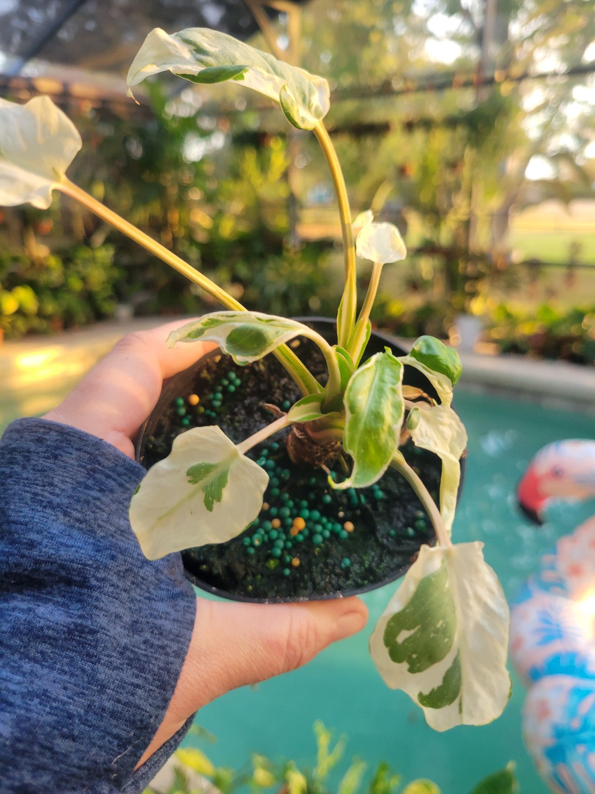 Homalomena stardust mutant mutation