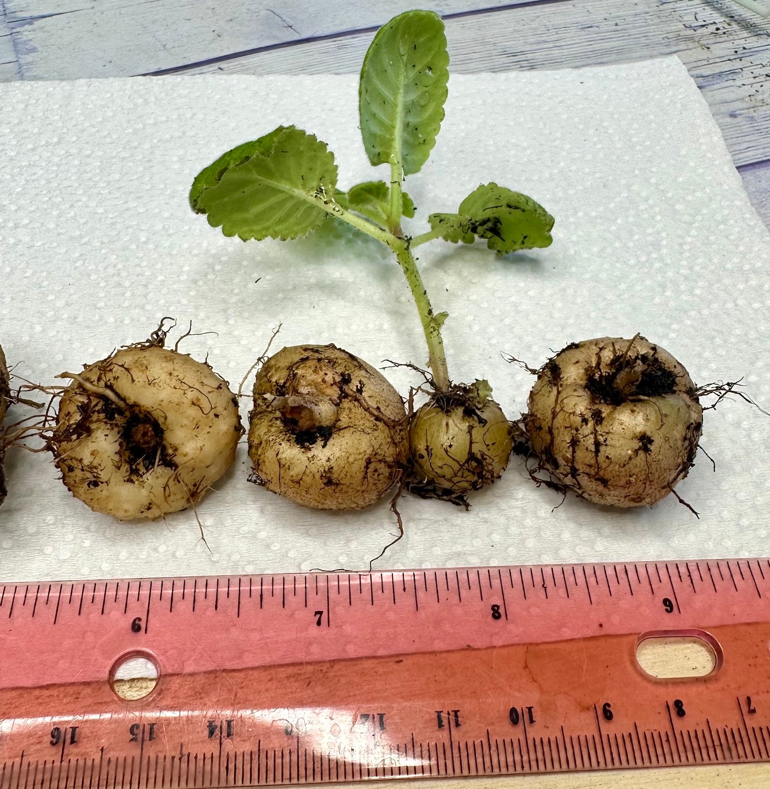 7 bulbs of gloxinias. The color is surprise.