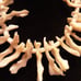 White branch coral 925 clasp necklace