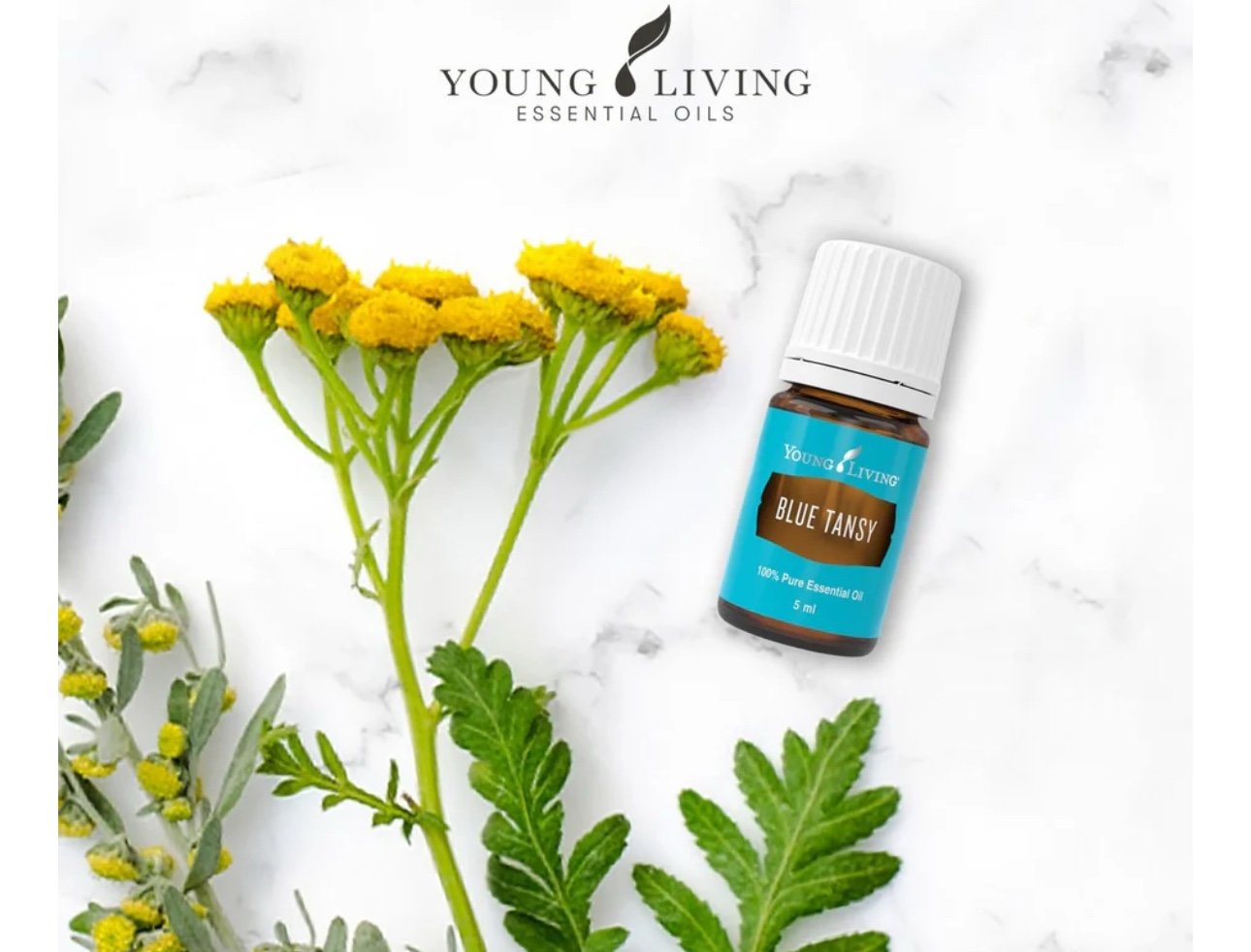 Young Living Blue Tansy