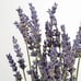 GOLIATTUJA Scented candle in glass w lid/2 wicks, Lavender bliss/purple, 70 hr