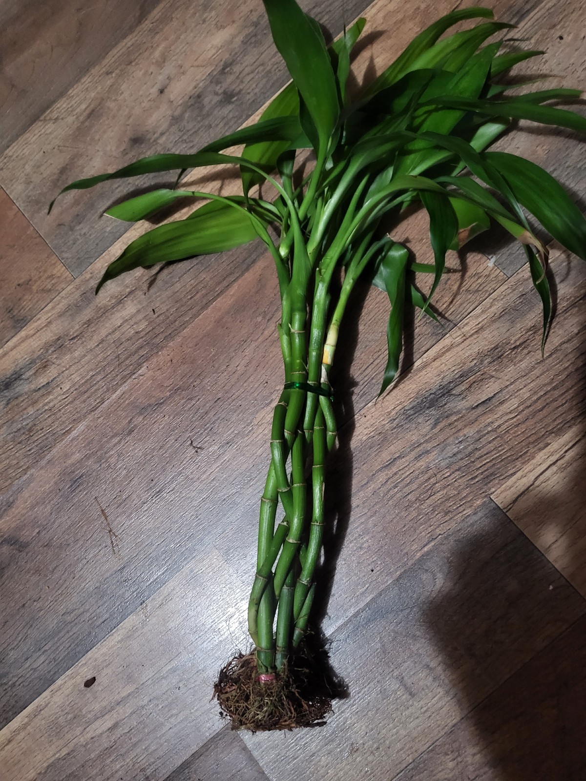 Live Braided lucky bamboo-Live indoor or aquatic plant