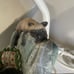 Cat Kitten Yarn Armchair Couch Sofa Desk Table Lamp No Shade No Light bulb This