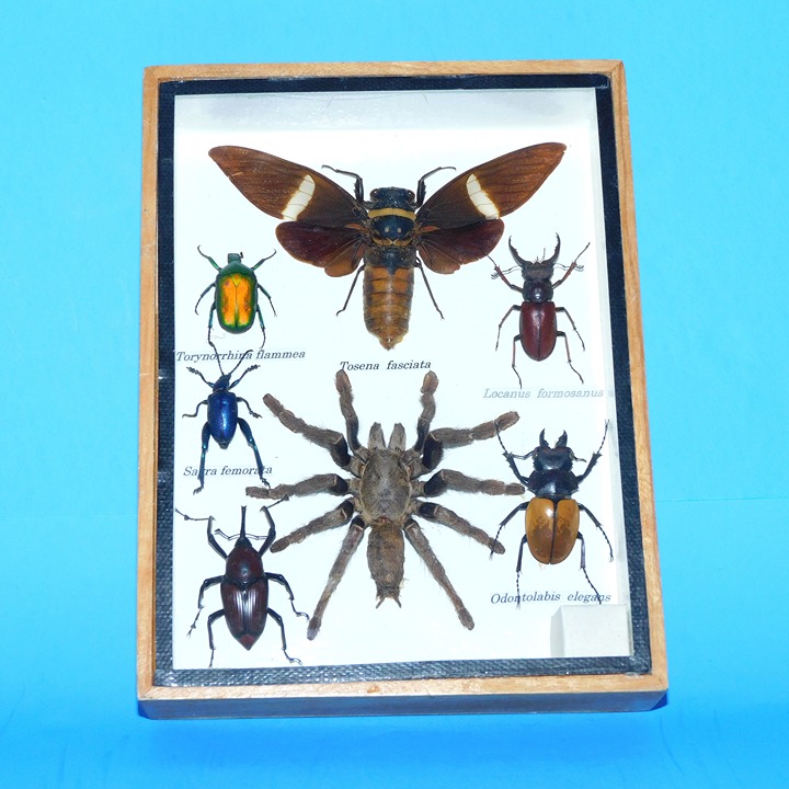 ENTOMOLOGY INSECT TAXIDERMY SHADOW BOX w/ TARANTULA, BEETLES, GIANT MOTH