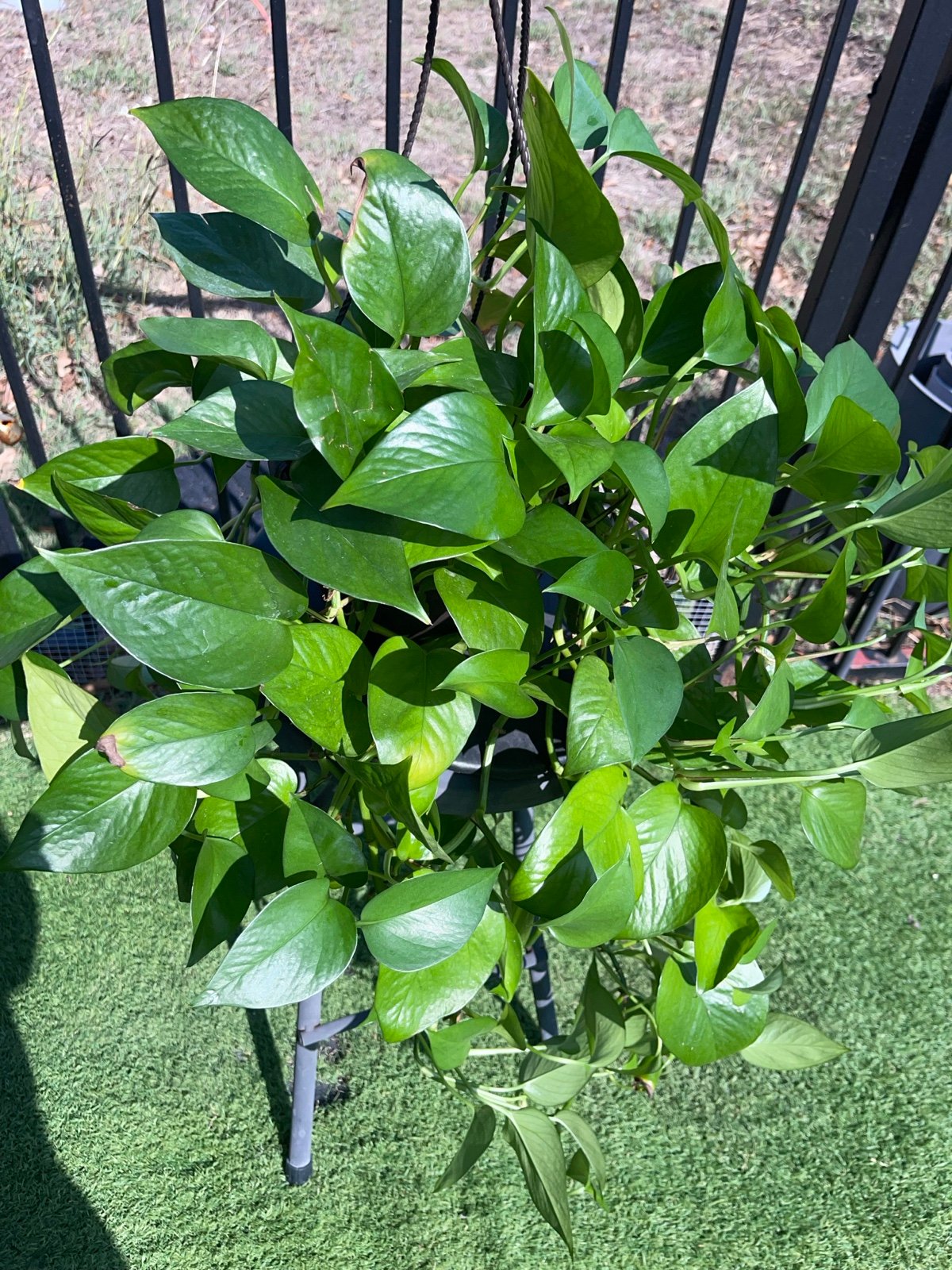 Yessenia Pothos 8” hanging planter P19