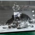 Signed Photo Muhammad Ali