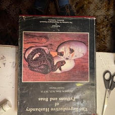 The reproductive husbandry of pythons and boas