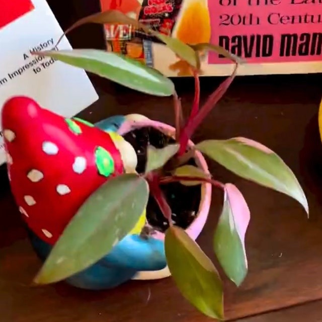 Philodendron PINK PRINCESS Starter Plant