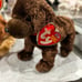 Ty Beanies Babies 11 Different Dogs & Silky Animals NWT (some tags not mint).