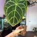 Anthurium mag hybrid