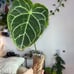 Anthurium mag hybrid