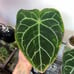 Anthurium mag hybrid