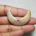Fossil Coral Moon Shape-MSL-9