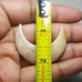 Fossil Coral Moon Shape-MSL-9