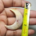 Fossil Coral Moon Shape-MSL-9