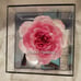Natural Preserved Peony