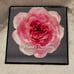 Natural Preserved Peony