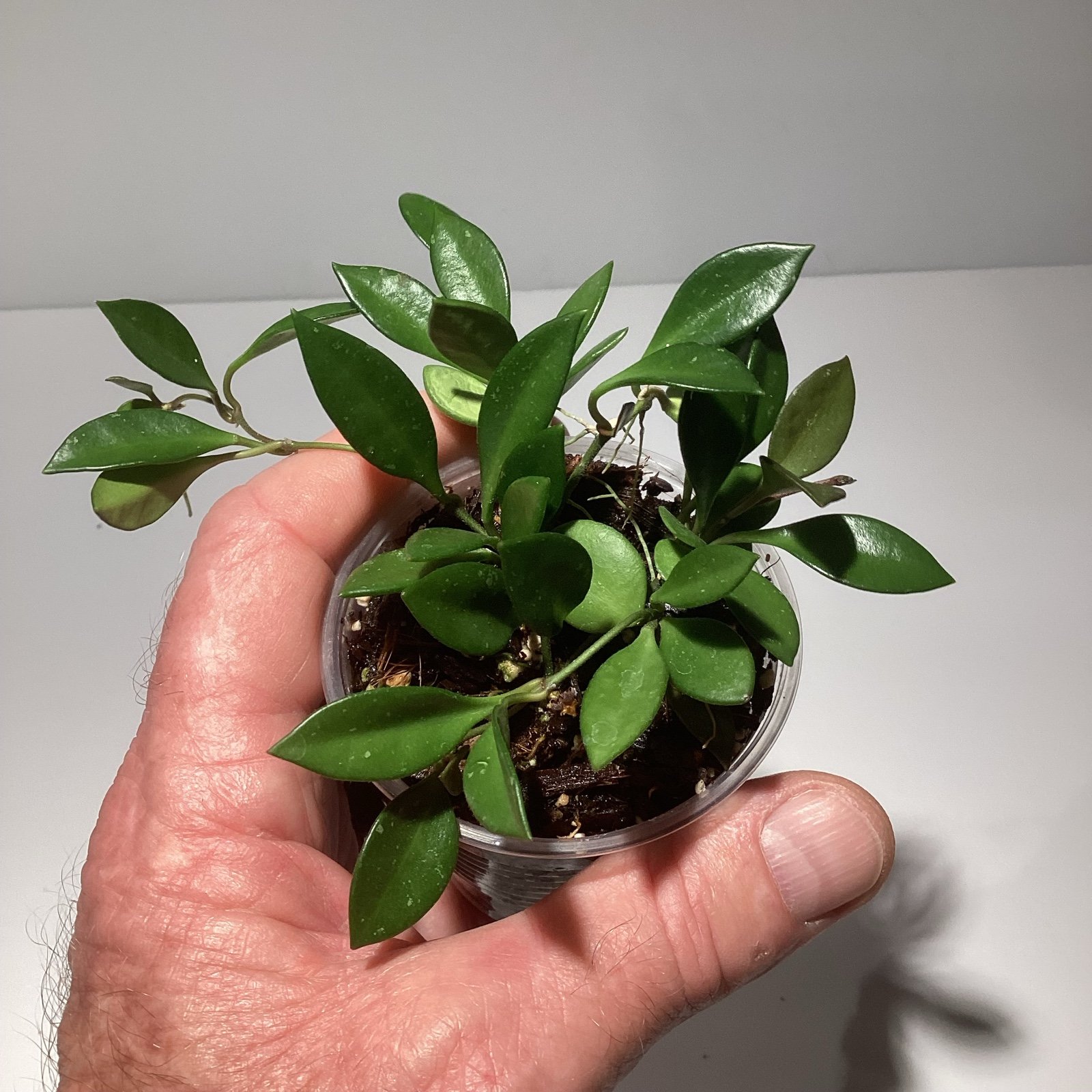 Hoya picta