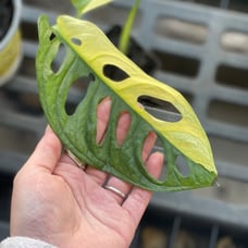 Variegated Half Moon Monstera adansonii