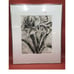 Amaryllis Flower Signed Drawing In Wall Hanging Metal Frame