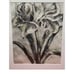 Amaryllis Flower Signed Drawing In Wall Hanging Metal Frame