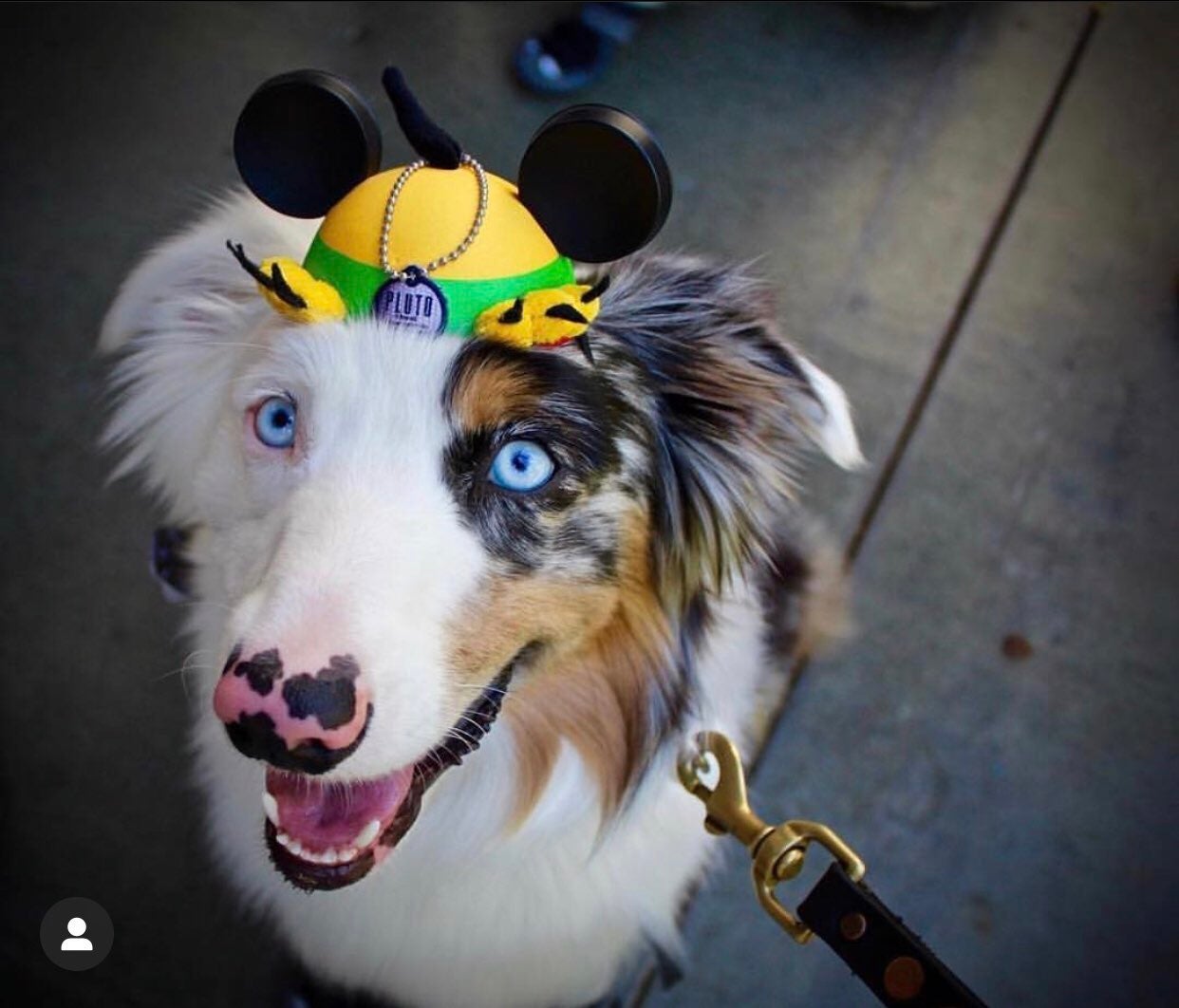 Pluto Ears hat dog cat pets MousekeEars