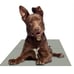 Chillz Dog Cat Cooling Mat Large - 20”x 36” Pressure Activated Pad for Pets Gray