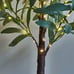 Lighted Tabletop Olive Tree 18IN 50 LED Fairy Lights with Timer Battery Operated