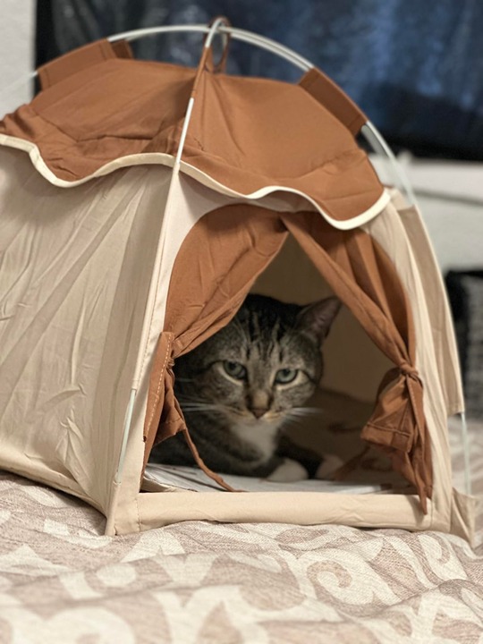 Gigreinc Cat Tent for Indoor Kitty HouseKitten Tent Suitable for Samll DogsPe