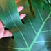 Leaves Party Decor