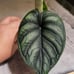 Boujee Plants